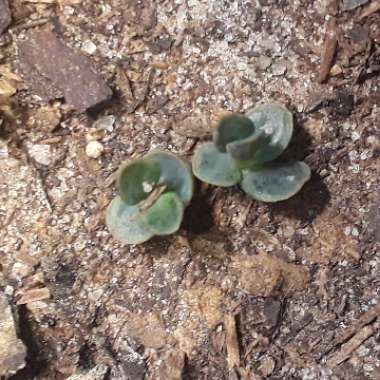 Kalanchoe Tubiflora (Bryophyllum delagoense)