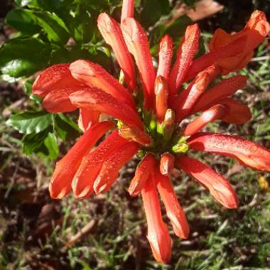 Tecoma Capensis