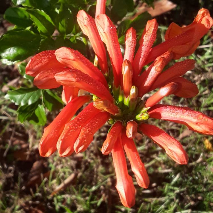 Plant image Tecoma Capensis