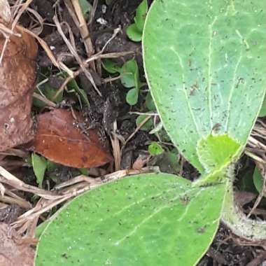 Cucurbita Maxima 'Jack O'Lantern'