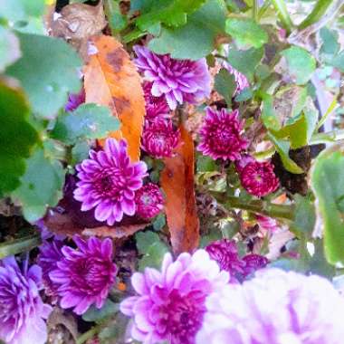 Chrysanthemum 'Smokey Purple'