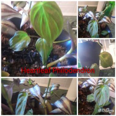 Philodendron scandens