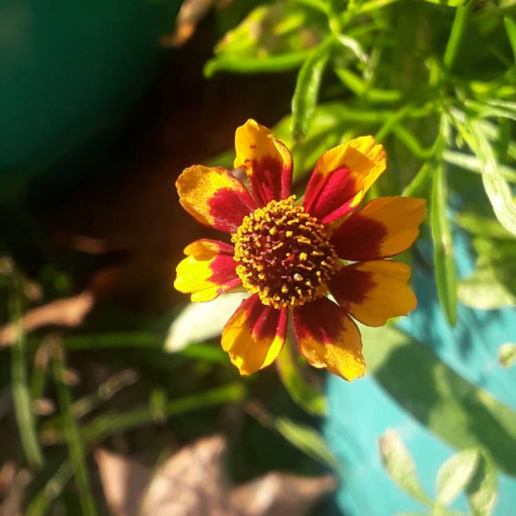 Plant image Coreopsis 'Big Bang™ Cosmic Eye'