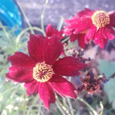 Coreopsis tinctoria 'Mahogany Midget'