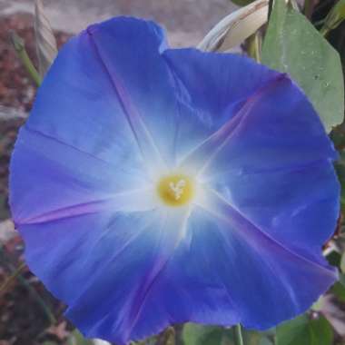 Ipomoea tricolor 'Heavenly Blue'