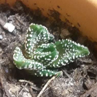 Haworthiopsis attenuata var. attenuata 'Enon' syn. Haworthia attenuata 'Enon'