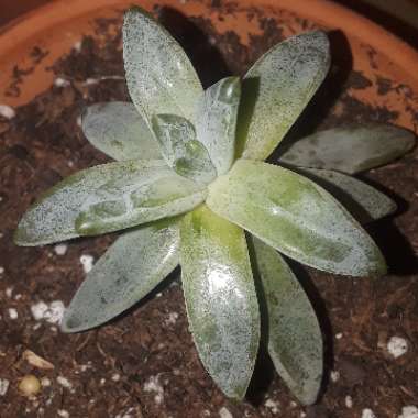 x Pachyveria glauca 'Little Jewel'