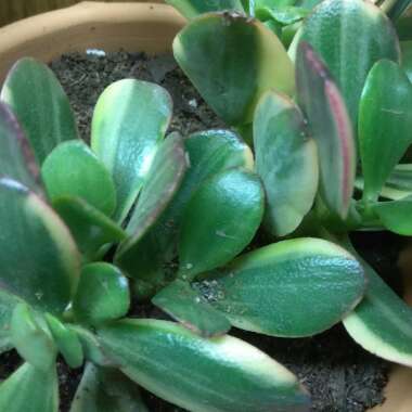 Crassula ovata 'Lemon & Lime' syn. Crassula obliqua