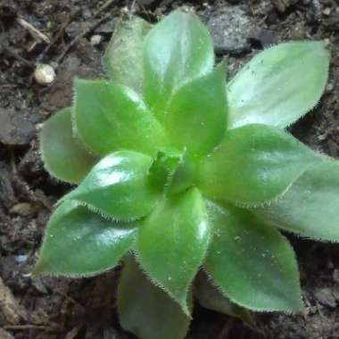 Sempervivum Berry Blues