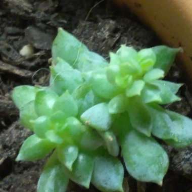 Echeveria Runyonii var. Topsy Turvy