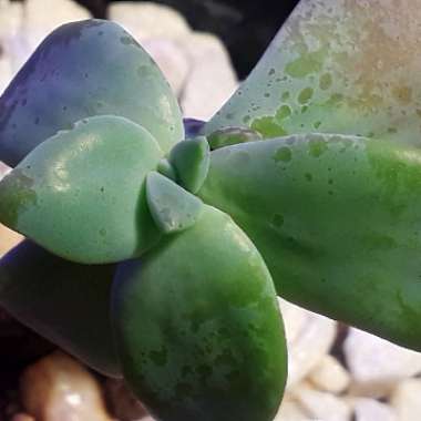 Graptopetalum Superbum