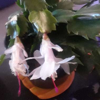 Schlumbergera truncata