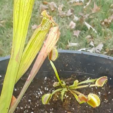 Dionaea Muscipula 'Crested Petioles'