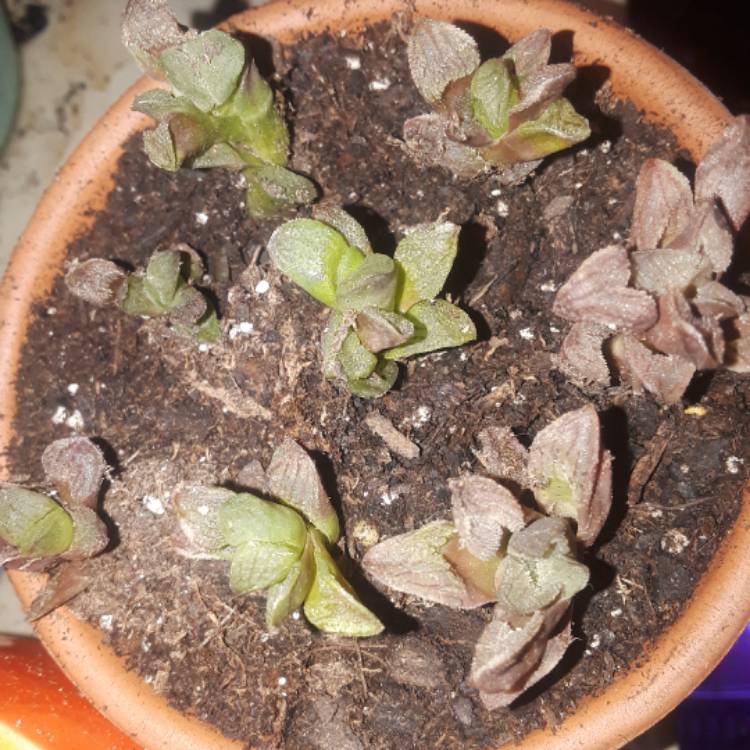 Plant image Haworthia Emelyae