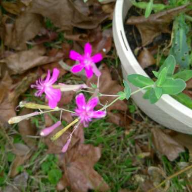 Silene armeria