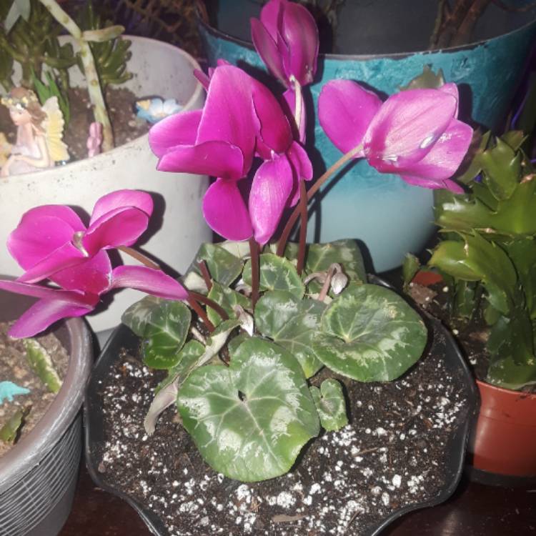 Plant image Cyclamen 'Halios Fantasia Magenta Silverleaf' (Halios Series)