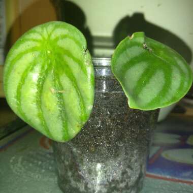 Peperomia argyreia