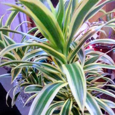 Dracaena reflexa syn. pleomele reflexa