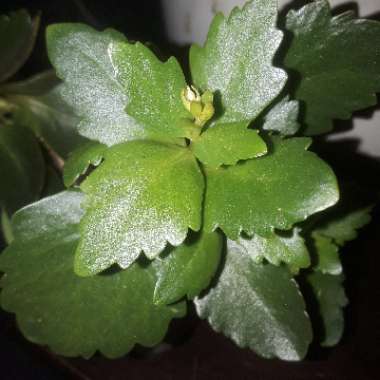 Kalanchoe Blossfeldiana