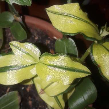 Tradescantia fluminensis 'Variegata'