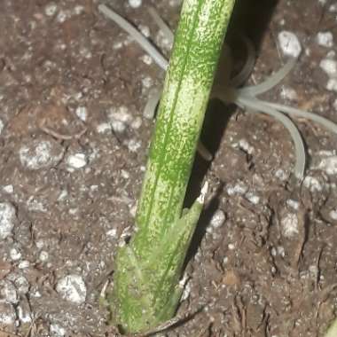 Sansevieria cylindrica