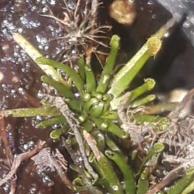 Drosera Intermedia