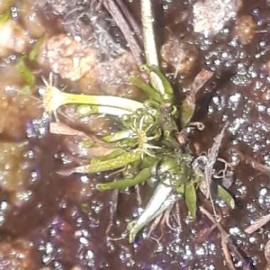 Drosera Intermedia