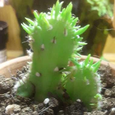 Opuntia subulata Cristata