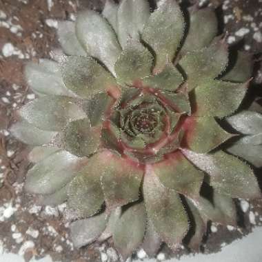 Sempervivum Calcareum Atropurpreum