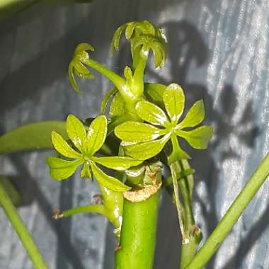 Schefflera arboricola