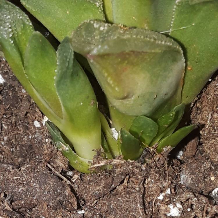 Plant image Haworthia Emelyae