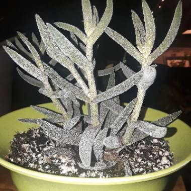 Crassula mesembryanthemoides subsp. mesembryanthemoides