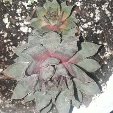 Sempervivum Calcareum Atropurpreum