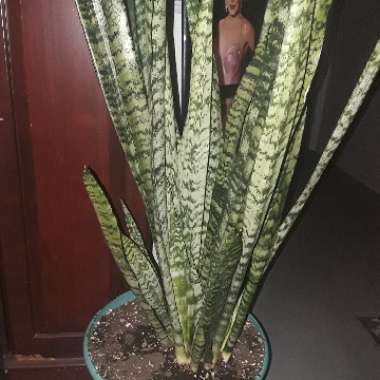 Sansevieria