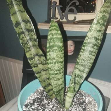 Sansevieria