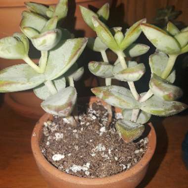 Crassula perforata 'String of Buttons'