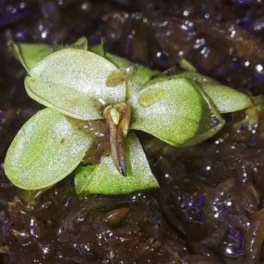 Pinguicula primuliflora