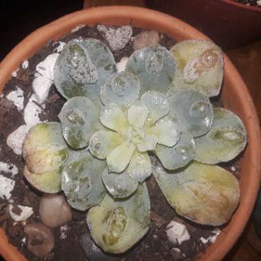 Echeveria Raindrops