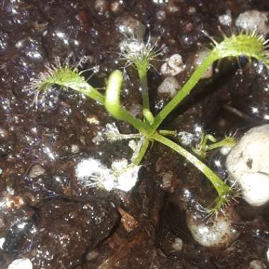 Drosera Capensis 'Typical'