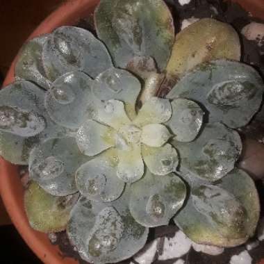 Echeveria Raindrops