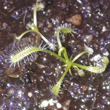 Drosera Capensis 'Typical'