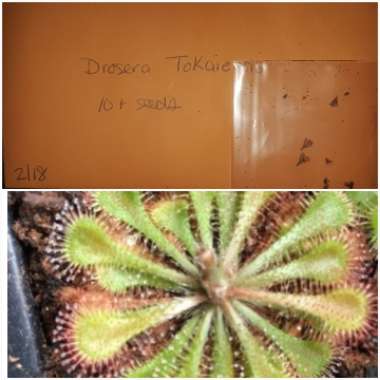 Drosera x tokaiensis