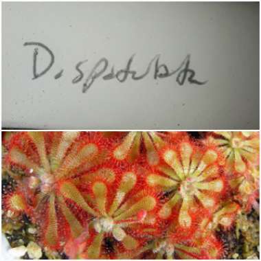 Drosera Spathulata