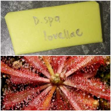 Drosera lovellae