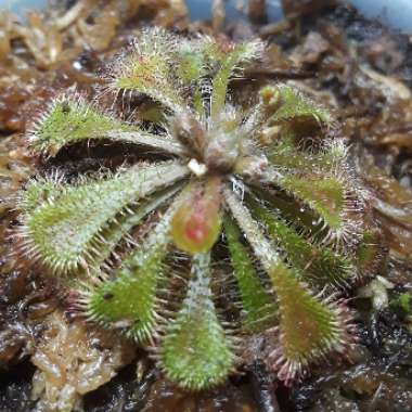 Drosera x tokaiensis