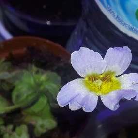 Pinguicula primuliflora