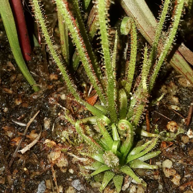 Plant image Drosera filiformis var. filiformis