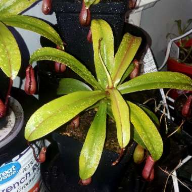 Nepenthes ventricosa