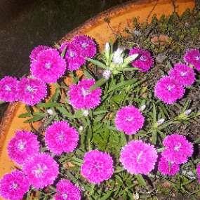 Dianthus barbatus