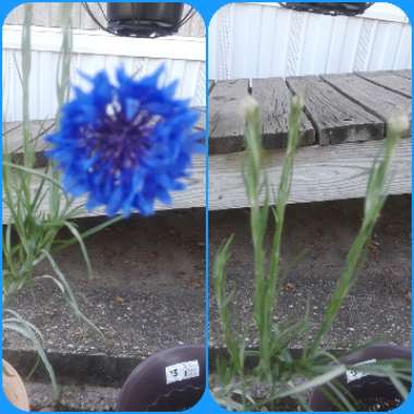 Centaurea cyanus 'Double Blue'.